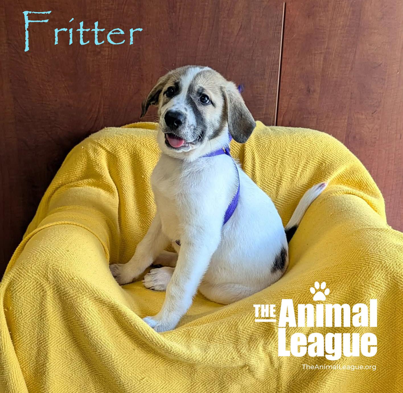 Enlarge Fritter, a Adoptable mixed breed in Groveland, FL image 2/3