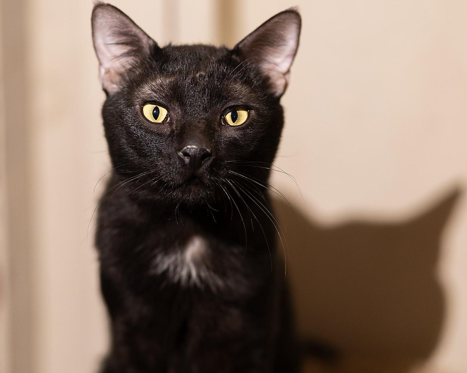 Enlarge Rhett, a ADOPTABLE Domestic Short Hair in Marana, AZ image 1/3