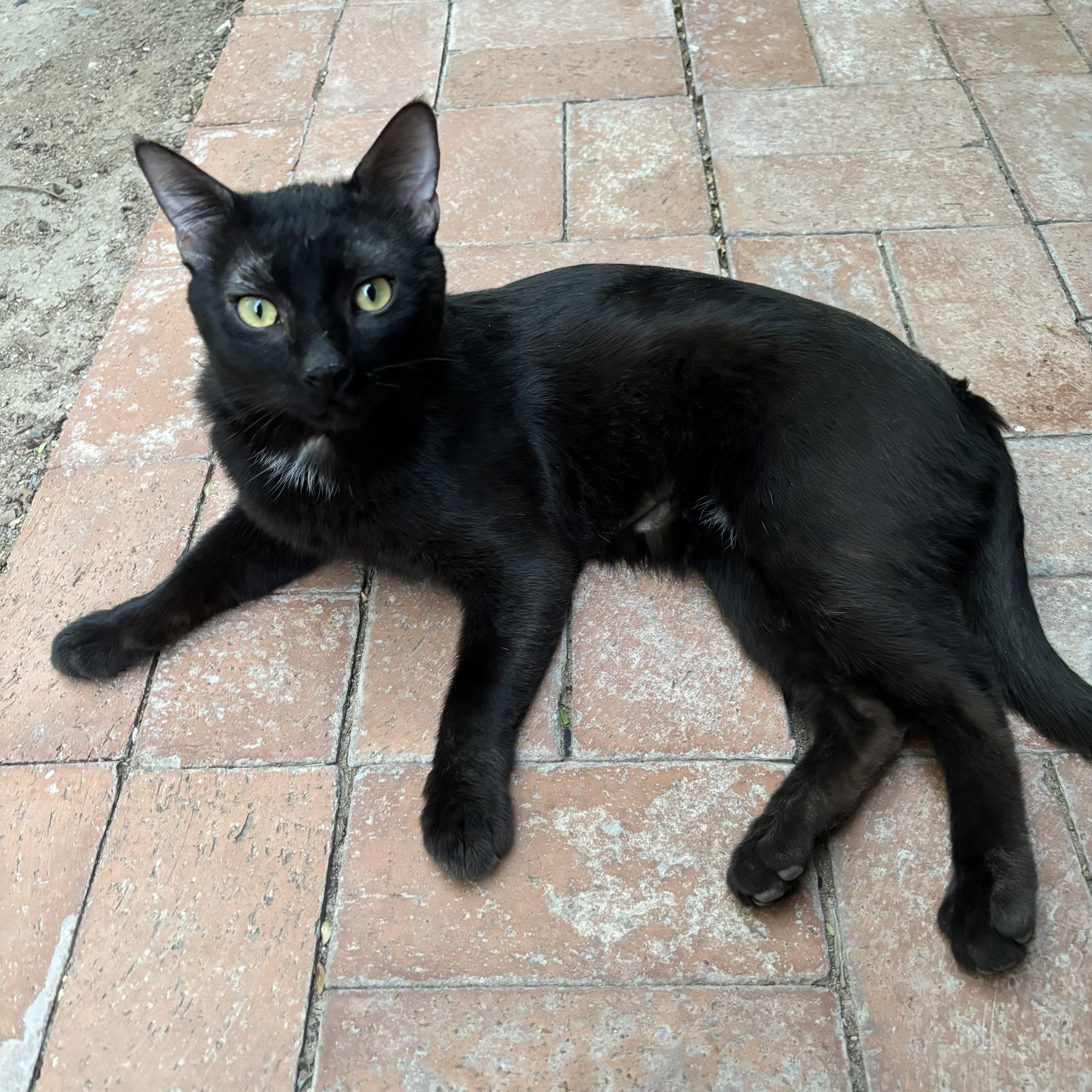 Enlarge Rhett, a ADOPTABLE Domestic Short Hair in Marana, AZ image 3/3