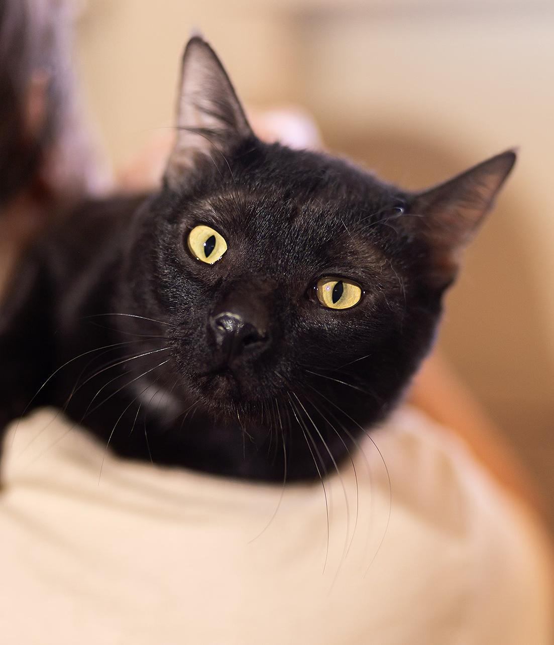 Enlarge Rhett, a ADOPTABLE Domestic Short Hair in Marana, AZ image 2/3