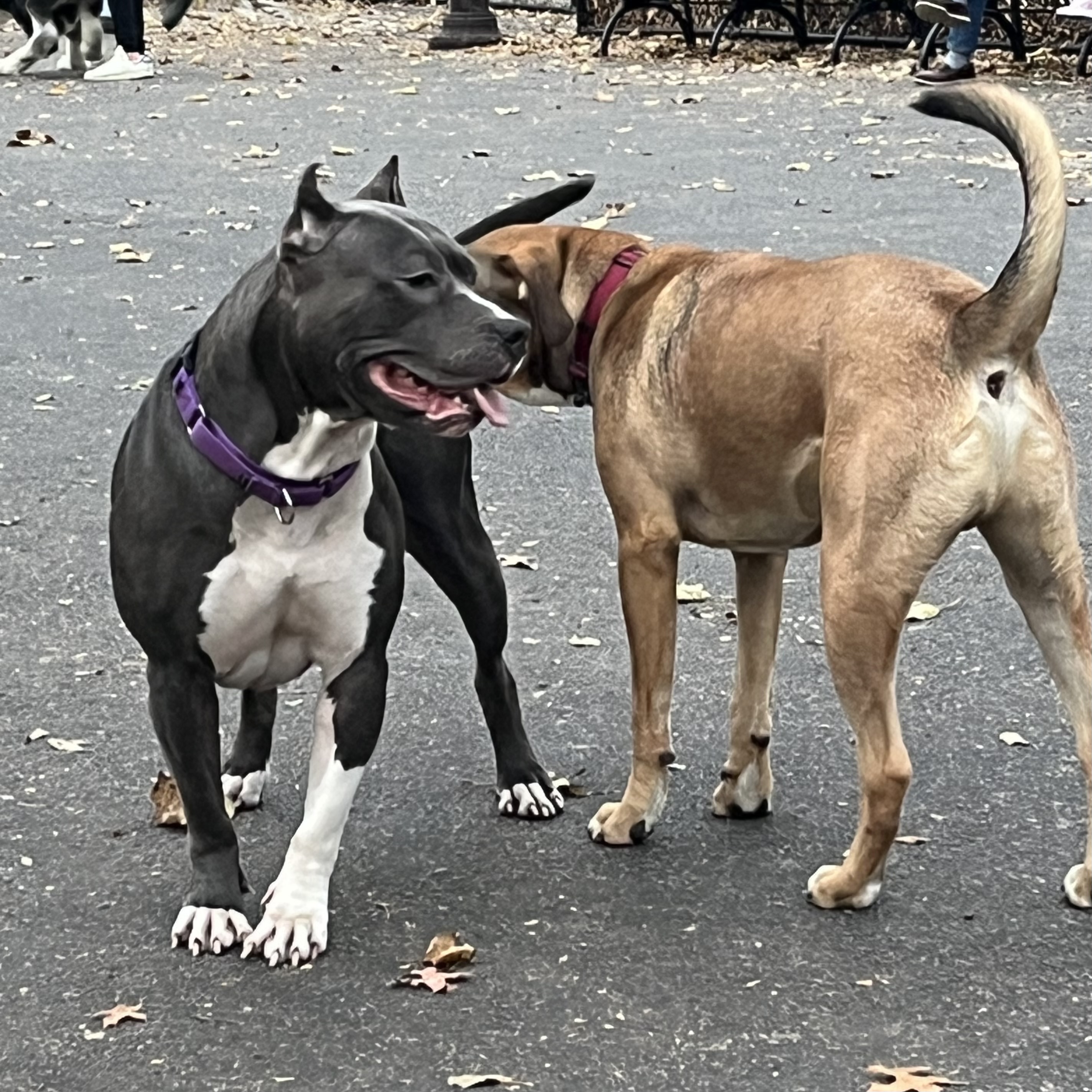 Enlarge Big beautiful NINA, a Adoptable mixed breed in lynbrook, NY image 4/6