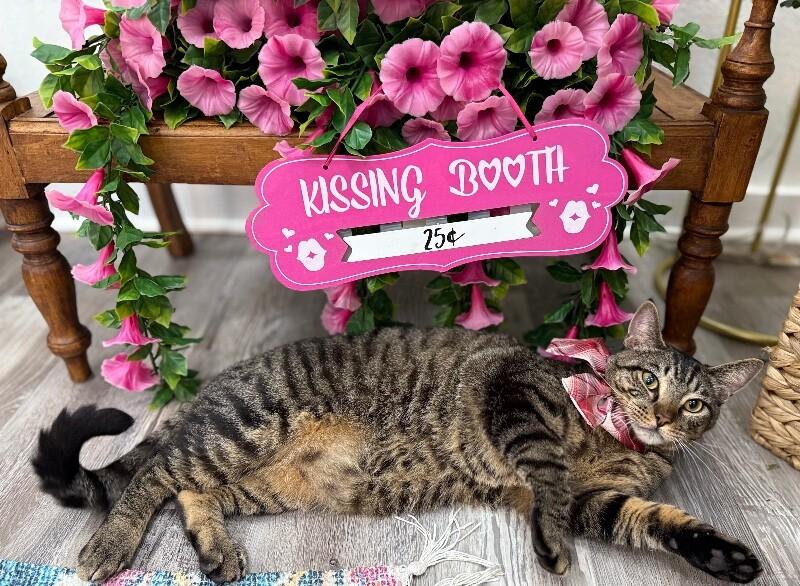 Orion Constellation — thumbnail 4