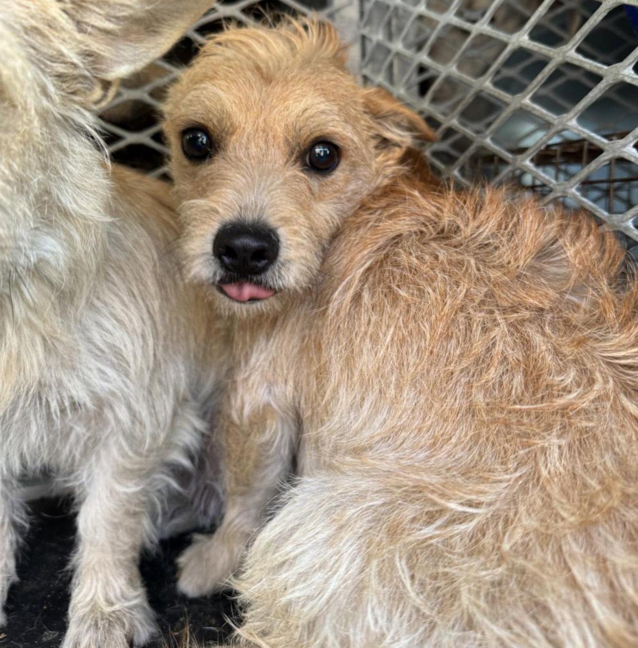 Sherbert, Adopted, Adult Male Terrier.