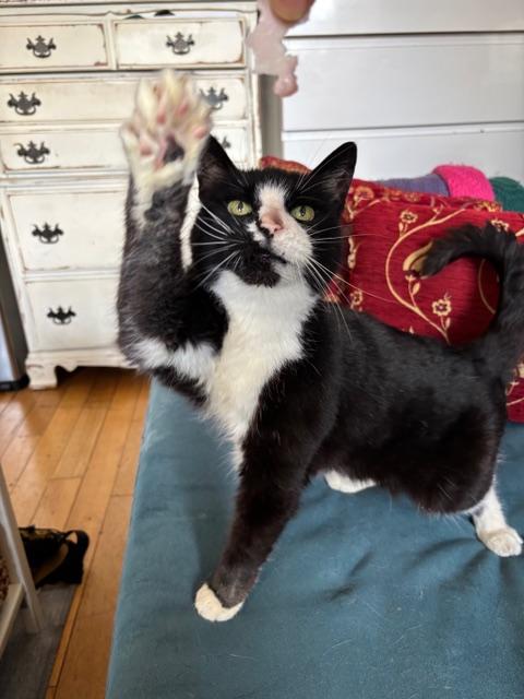 Enlarge Ethel Meowman, a ADOPTABLE Domestic Short Hair in New York, NY image 3/6