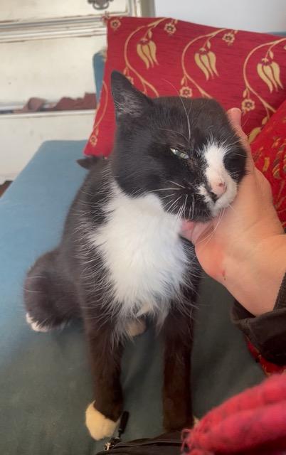 Enlarge Ethel Meowman, a ADOPTABLE Domestic Short Hair in New York, NY image 6/6