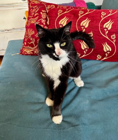 Enlarge Ethel Meowman, a ADOPTABLE Domestic Short Hair in New York, NY image 4/6