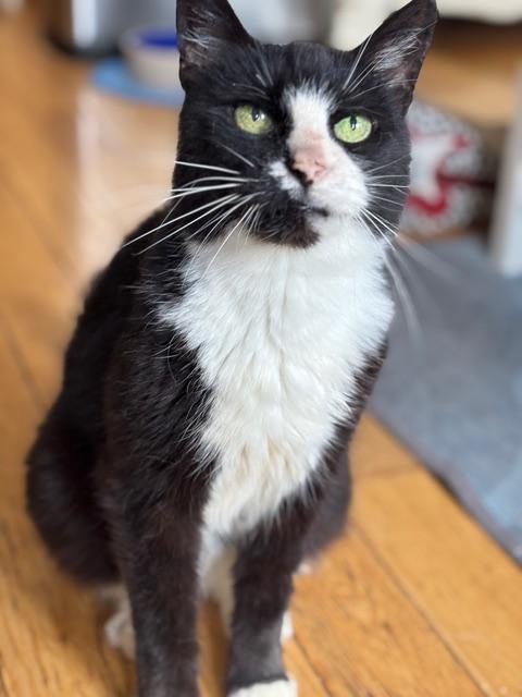 Enlarge Ethel Meowman, a ADOPTABLE Domestic Short Hair in New York, NY image 2/6
