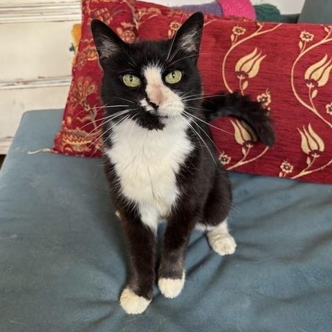 Ethel Meowman, ADOPTABLE, Senior Female Domestic Short Hair.