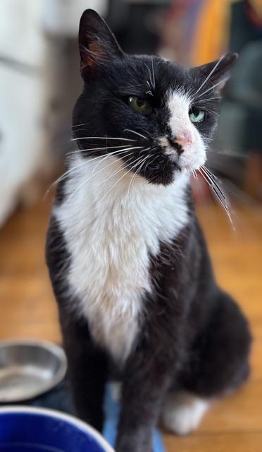 Enlarge Ethel Meowman, a ADOPTABLE Domestic Short Hair in New York, NY image 5/6