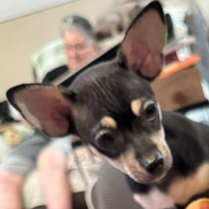 Louie thumbnail 2