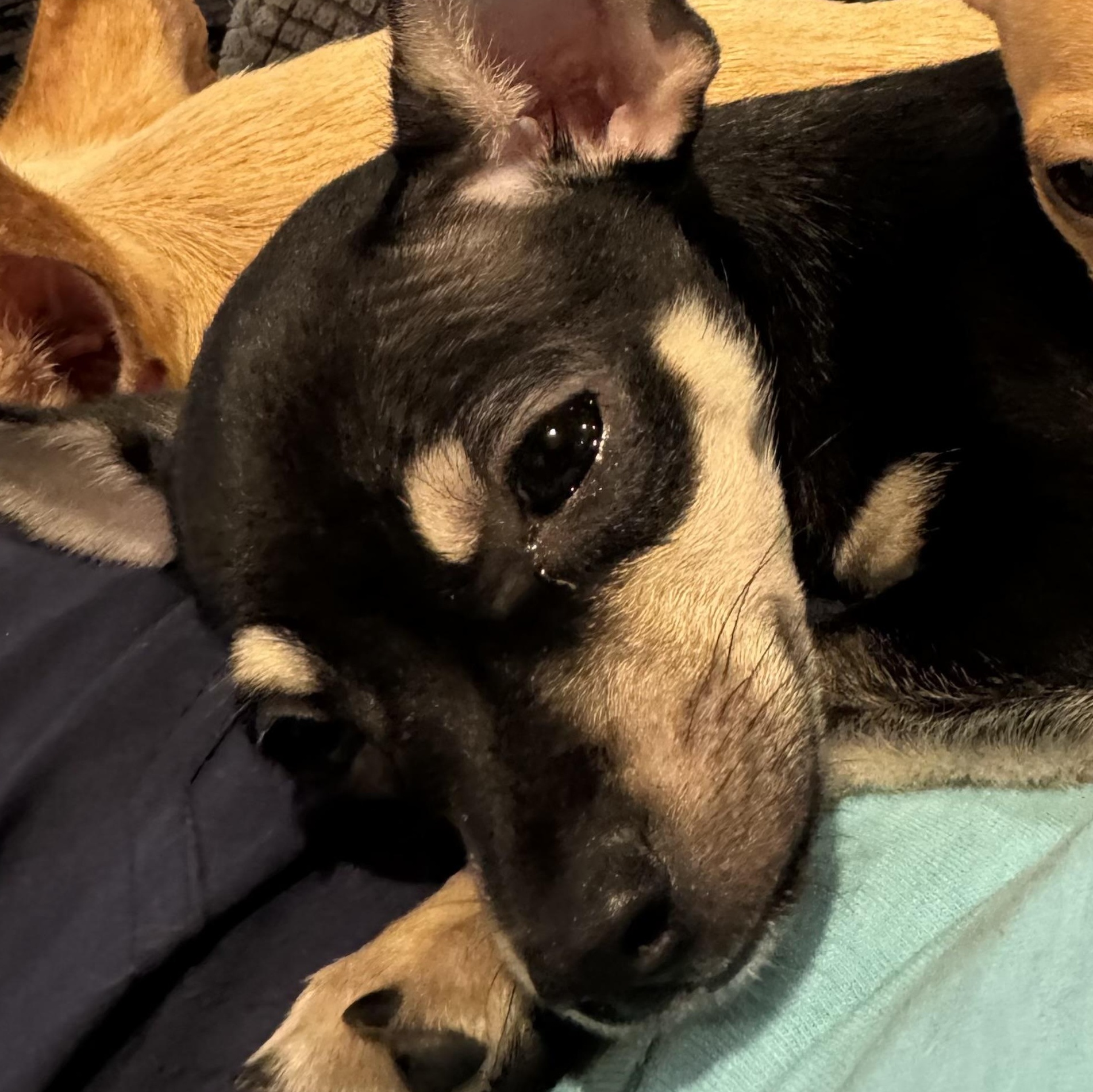 Louie