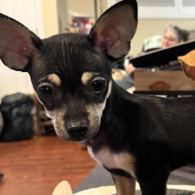 Louie thumbnail 3