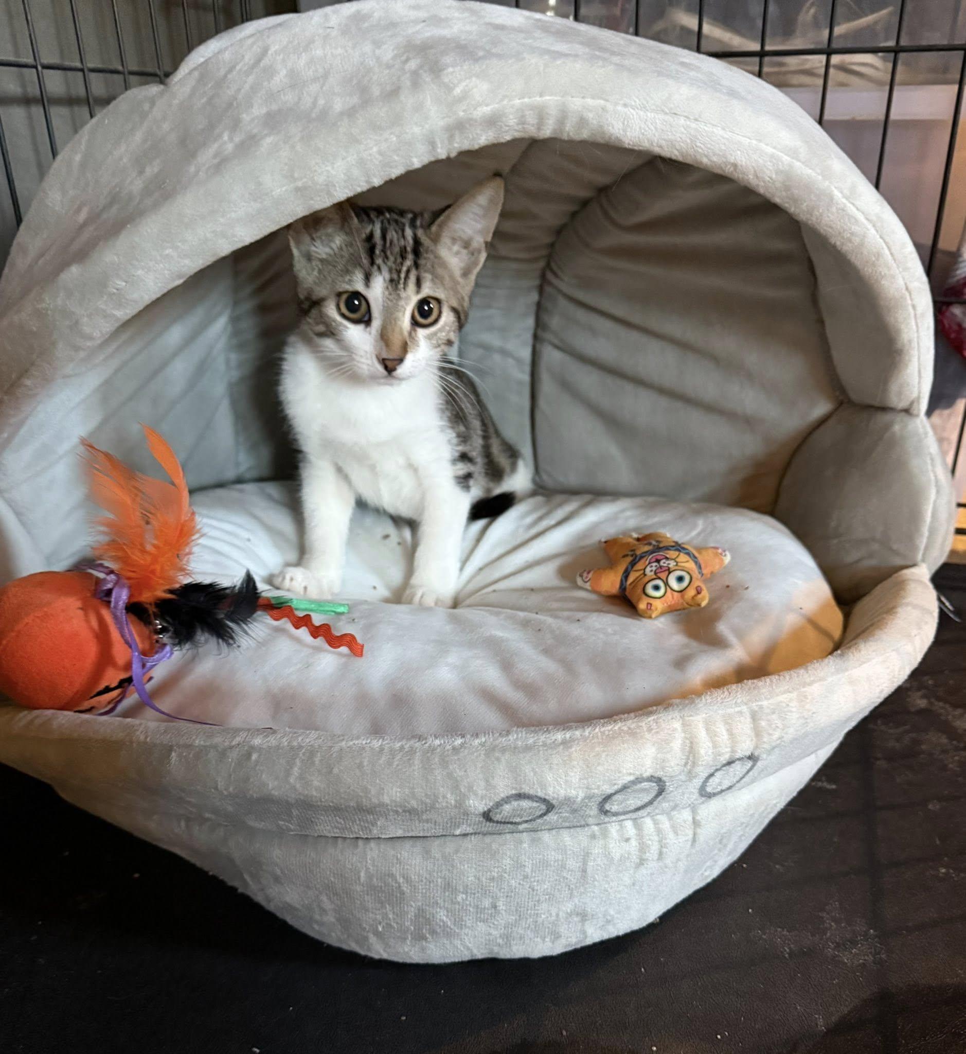 Enlarge Lilith, a Adoptable Domestic Short Hair in Malibu, CA image 1/3