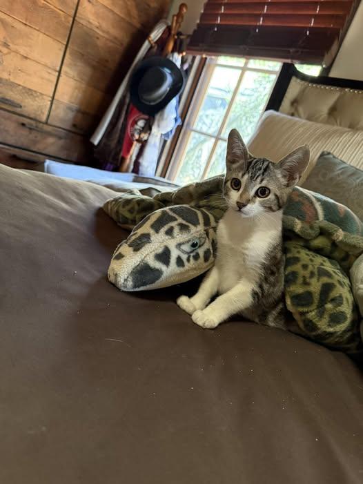 Enlarge Lilith, a Adoptable Domestic Short Hair in Malibu, CA image 2/3