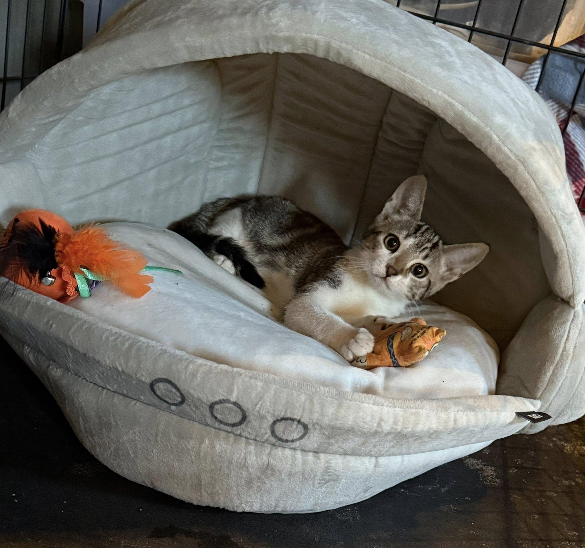 Enlarge Lilith, a Adoptable Domestic Short Hair in Malibu, CA image 3/3