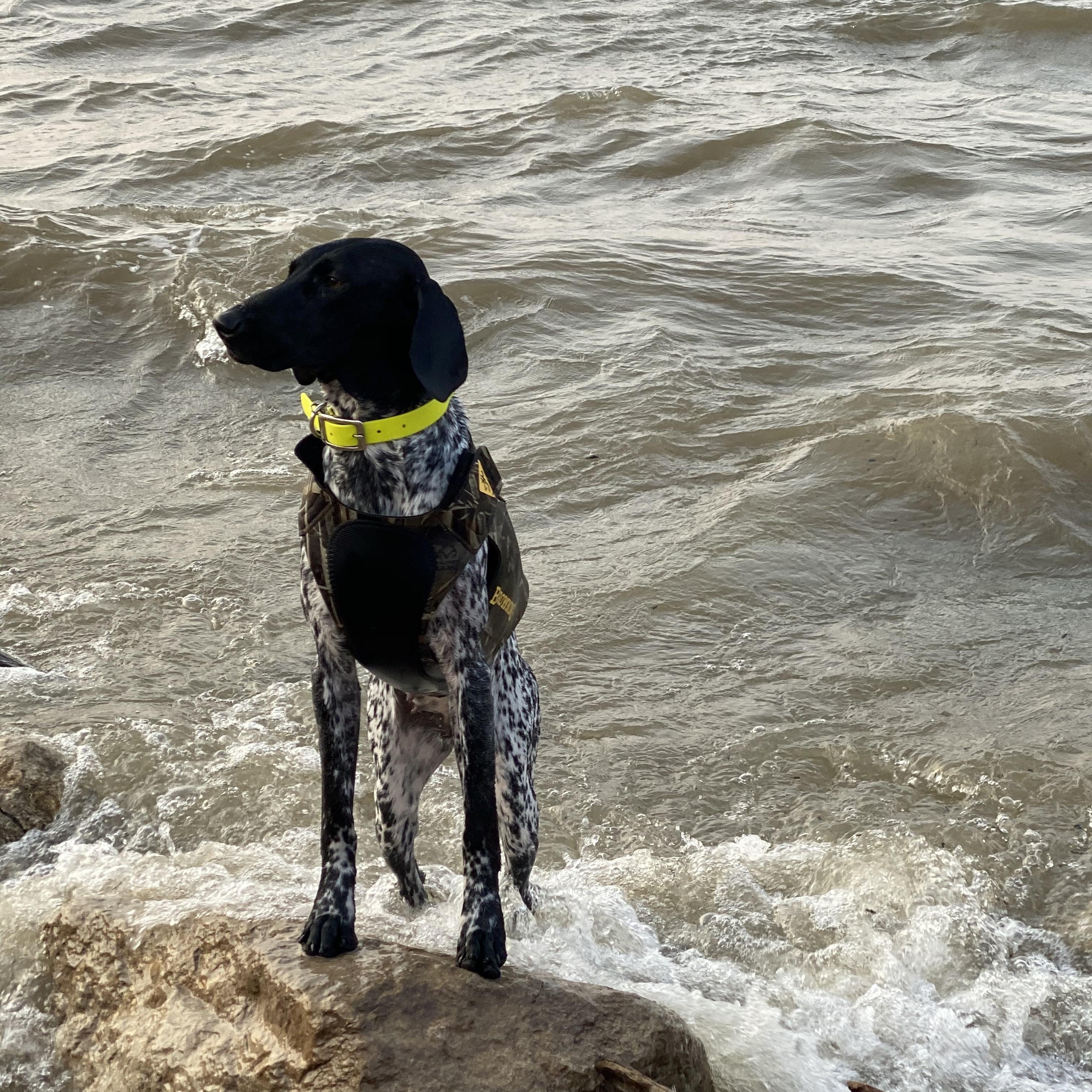 Enlarge Rogue, a ADOPTABLE German Shorthaired Pointer in Wichita, KS image 2/3