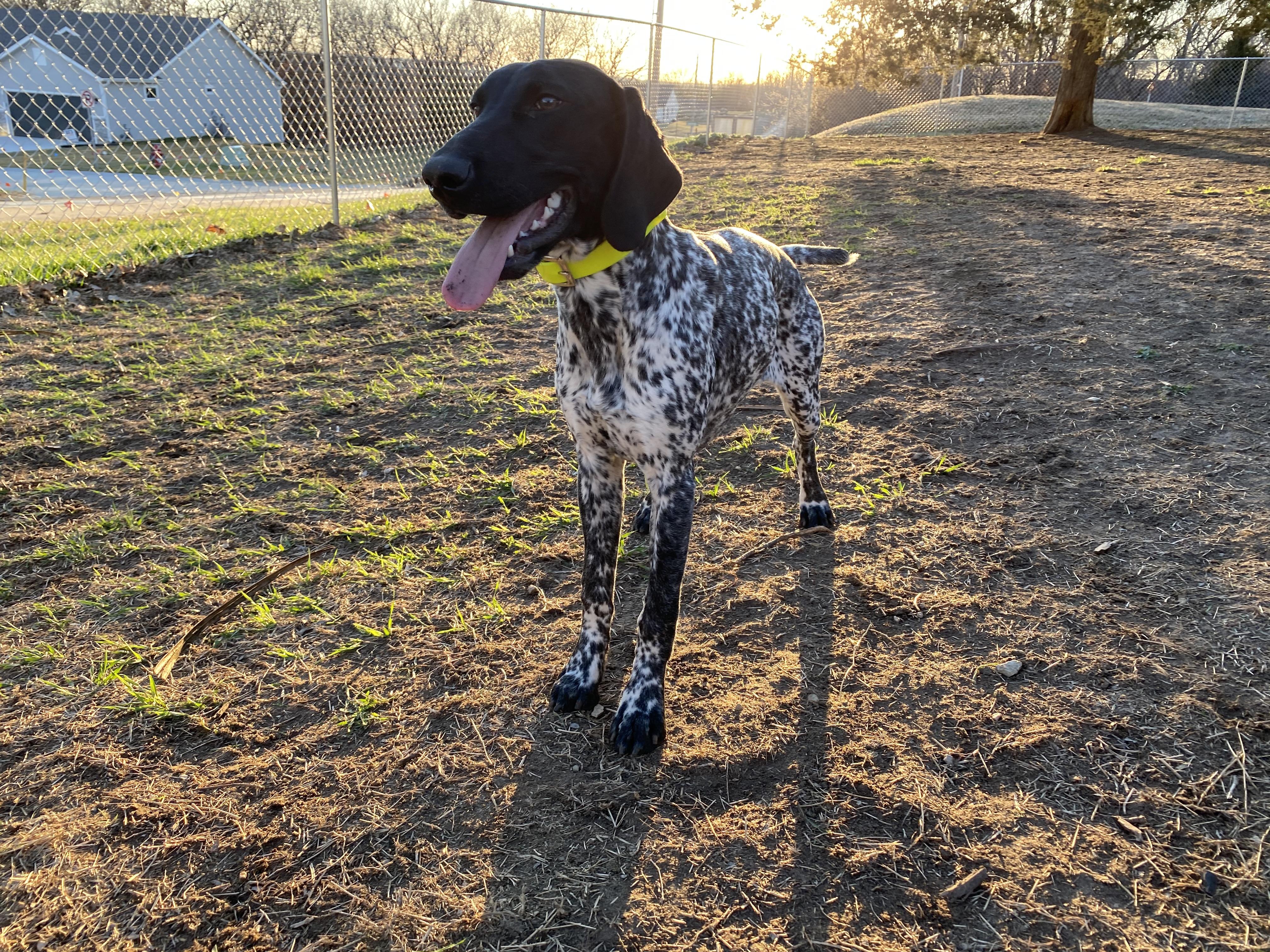 Enlarge Rogue, a ADOPTABLE German Shorthaired Pointer in Wichita, KS image 3/3