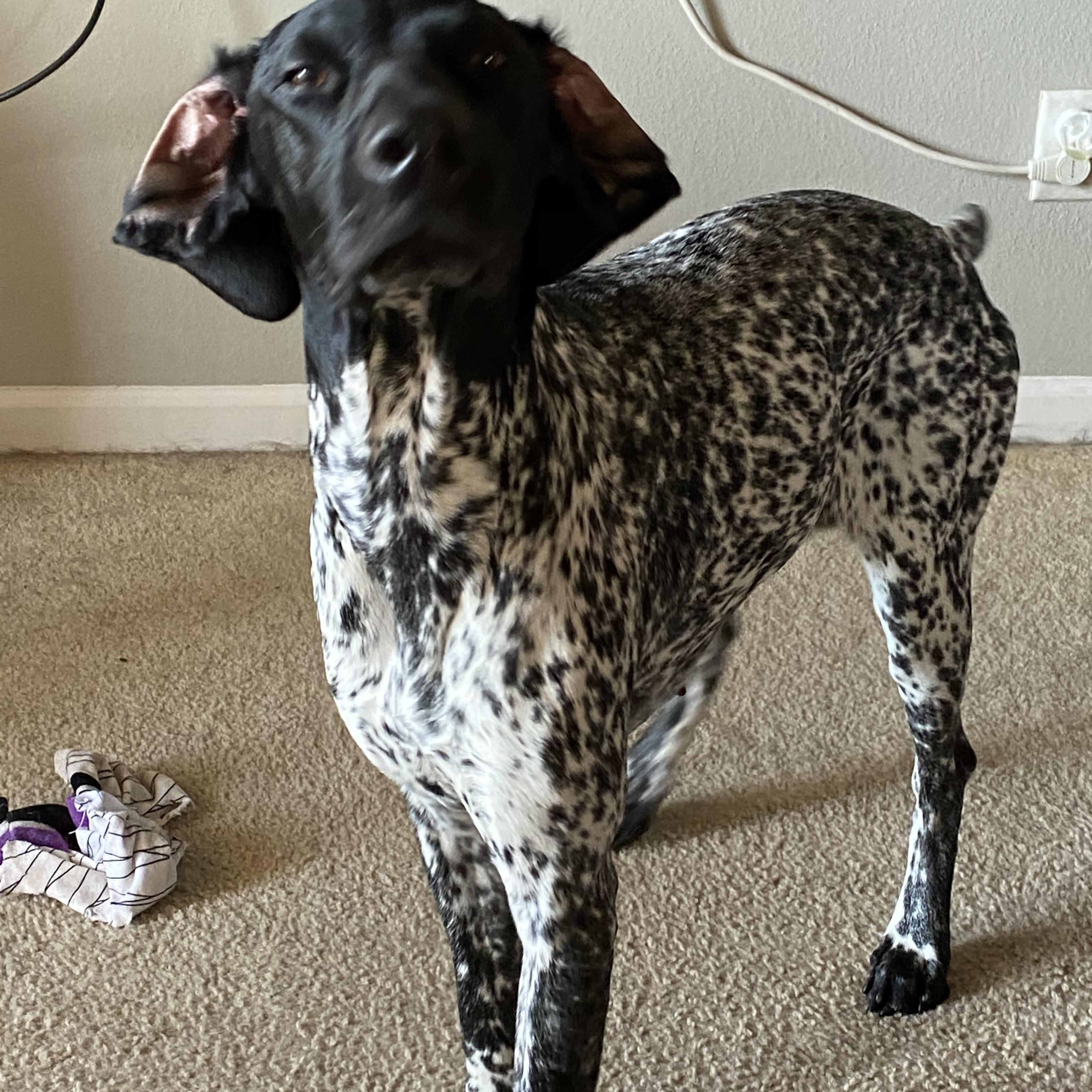 Enlarge Rogue, a ADOPTABLE German Shorthaired Pointer in Wichita, KS image 1/3