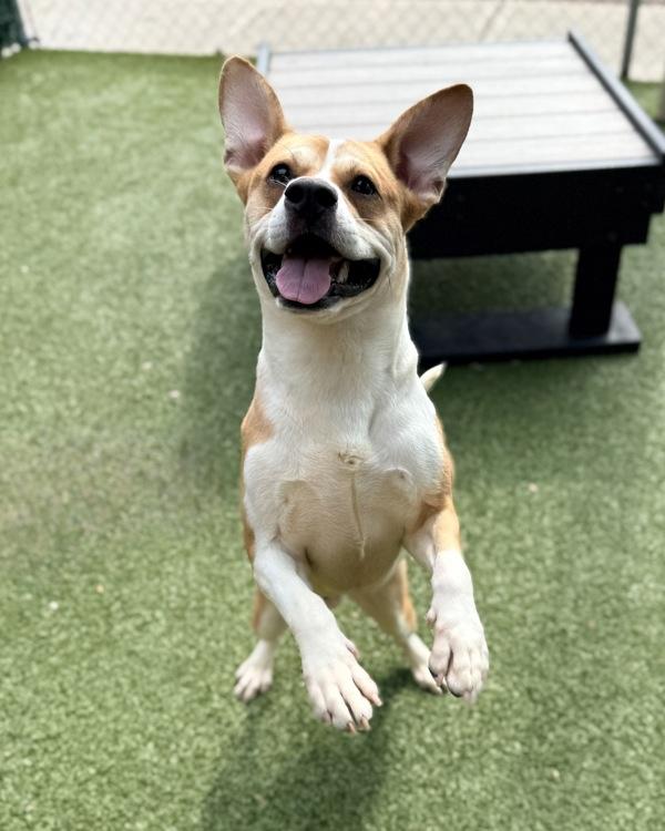 Fish, Adoptable, Young Male Cardigan Welsh Corgi & Pit Bull Terrier.