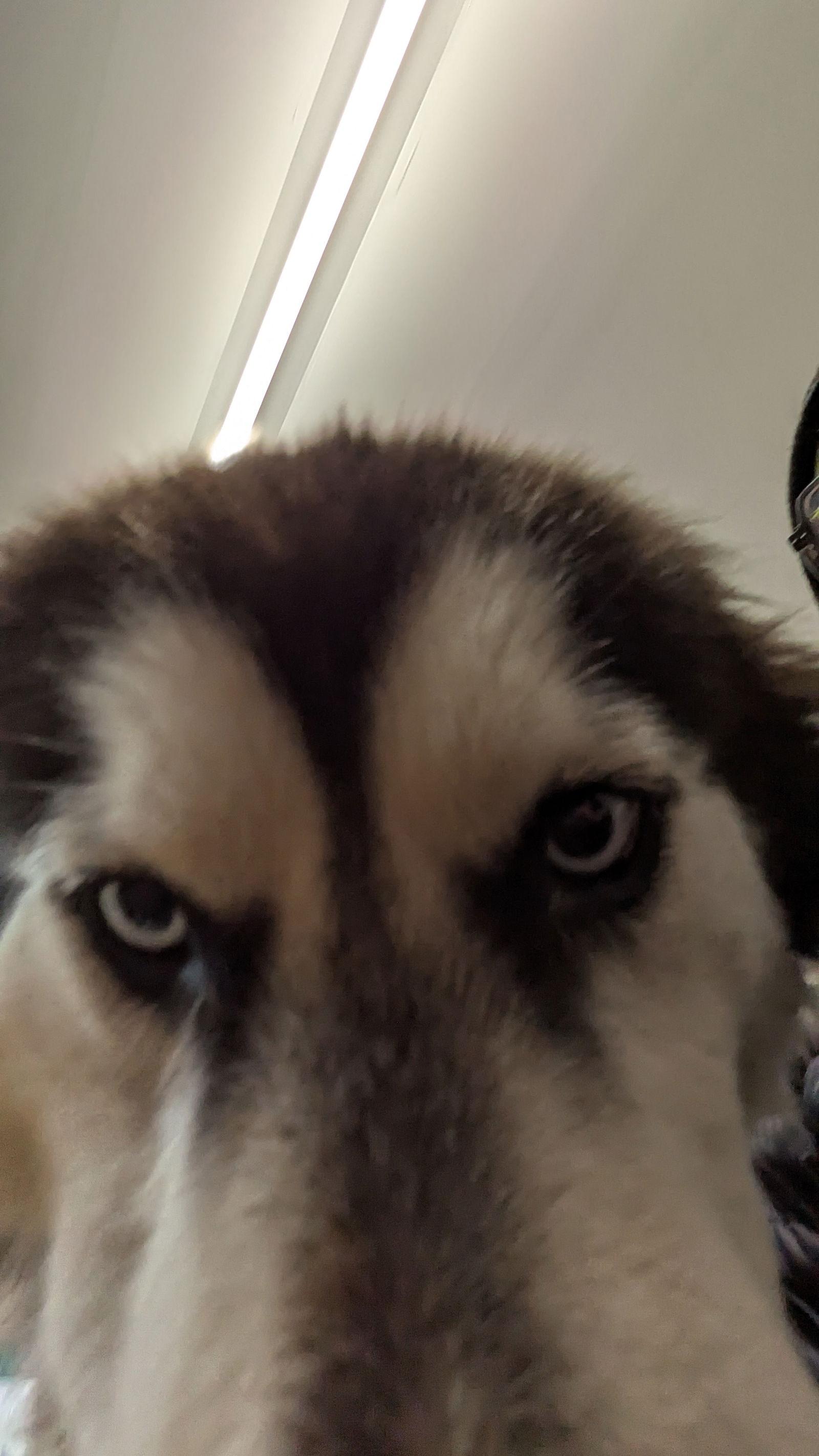 LUNA, Adoptable, Adult Female Alaskan Malamute & Siberian Husky.