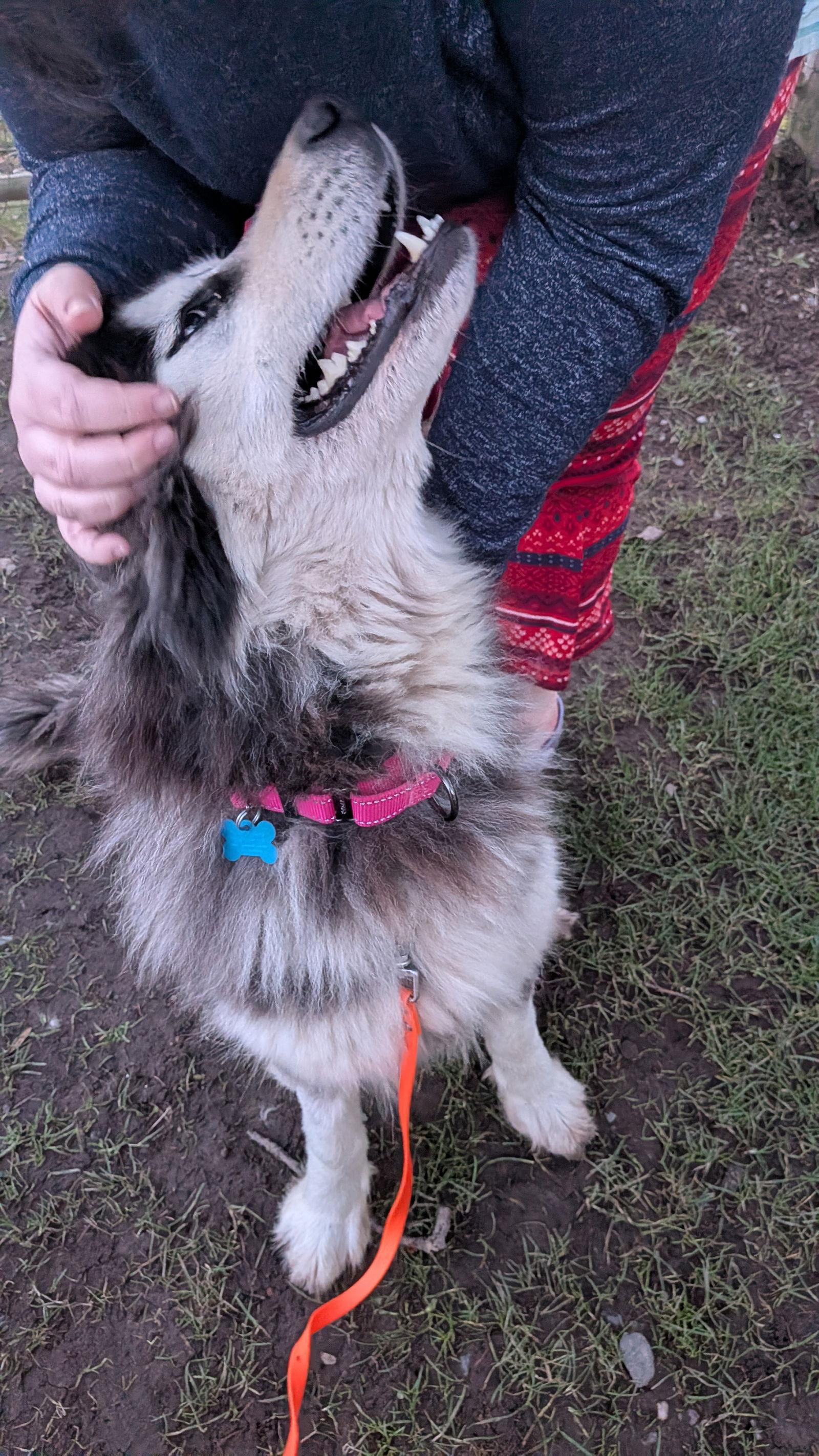 Enlarge LUNA, a Adoptable mixed breed in Seattle, WA image 2/3