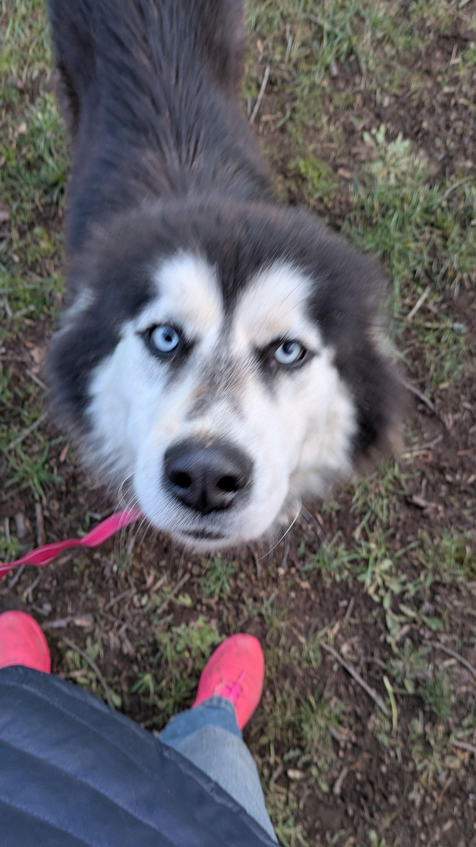 Enlarge LUNA, a Adoptable mixed breed in Seattle, WA image 3/3