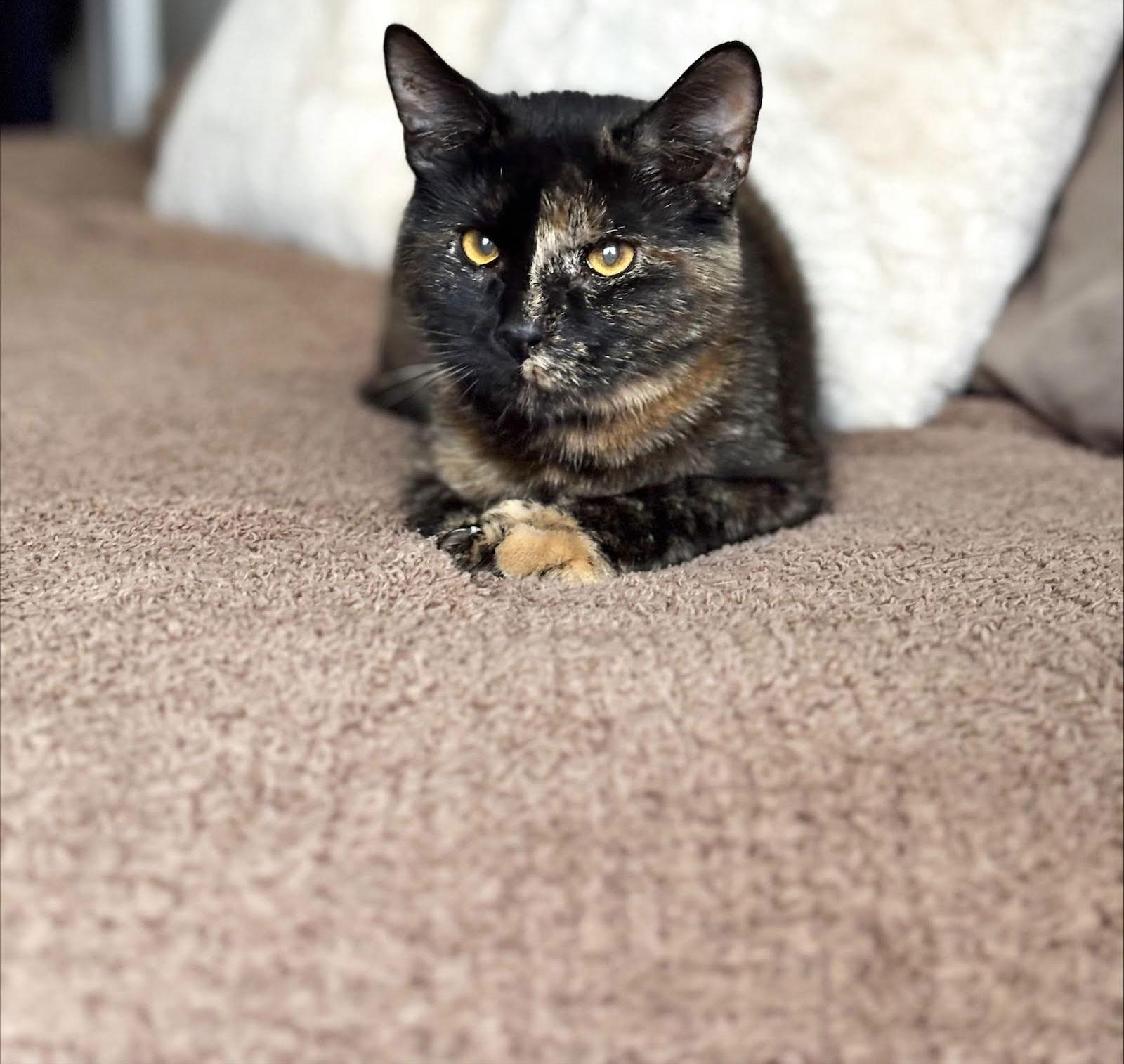 Briar, Adoptable, Adult Female Domestic Short Hair.