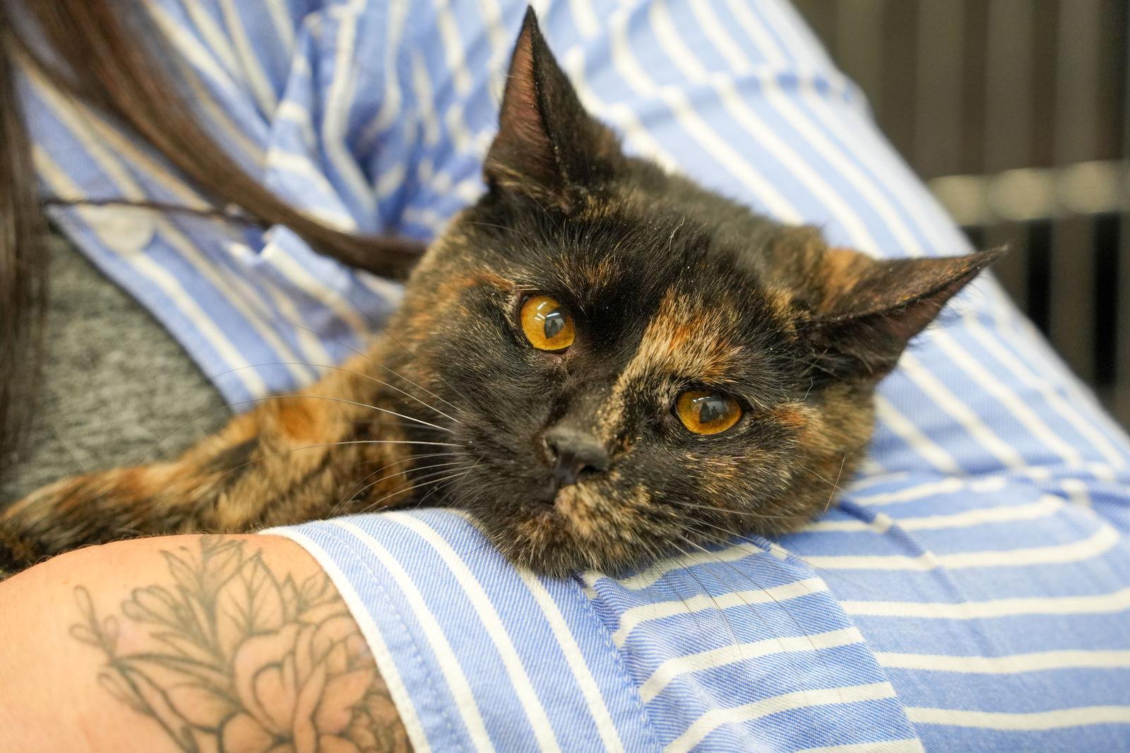 Enlarge Briar, a Adoptable Domestic Short Hair in Blaine, MN image 2/3