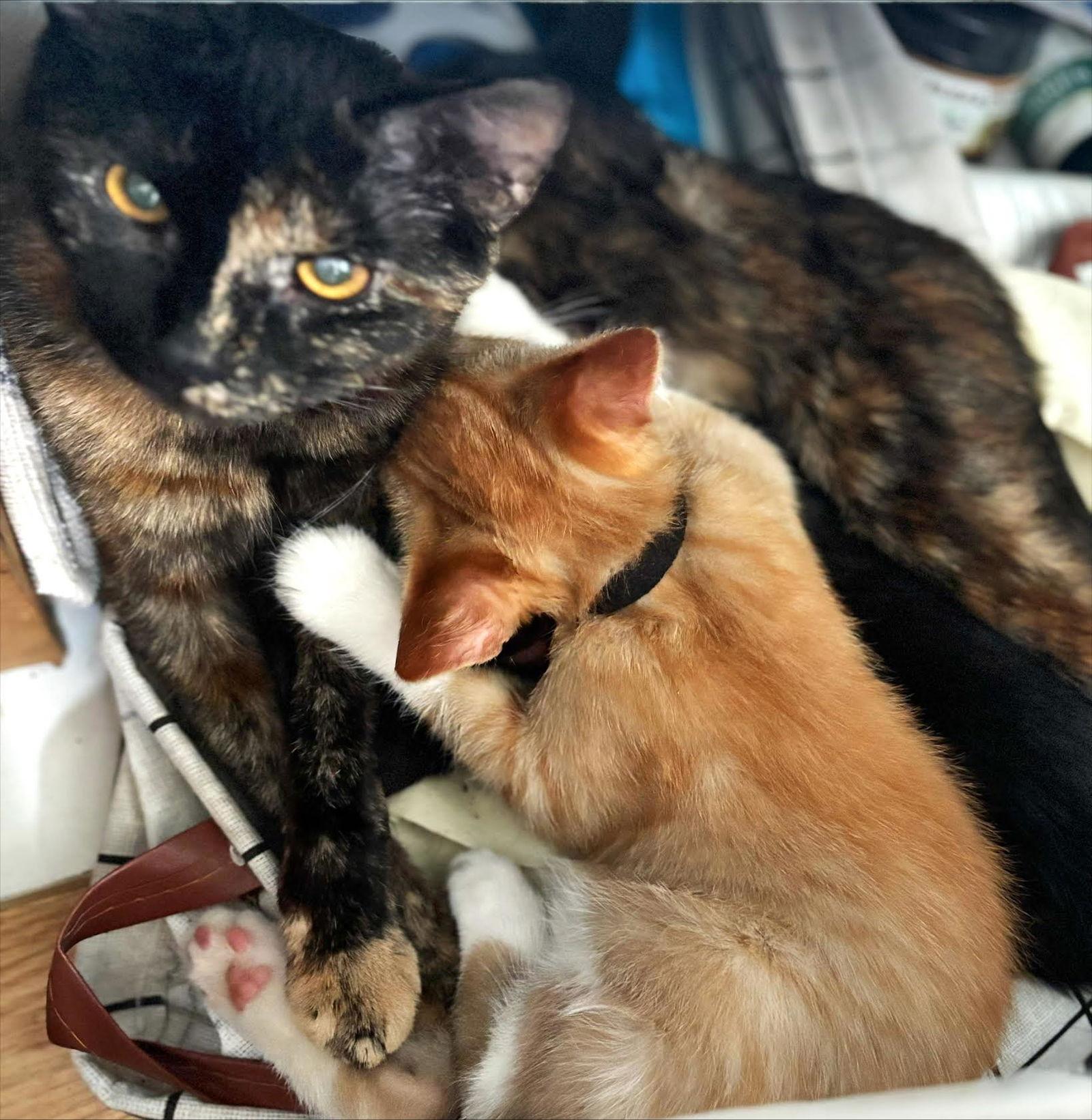 Enlarge Briar, a Adoptable Domestic Short Hair in Blaine, MN image 3/3