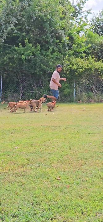 Enlarge Theodore, a Adoptable Redbone Coonhound in Dickinson, TX video 3/5