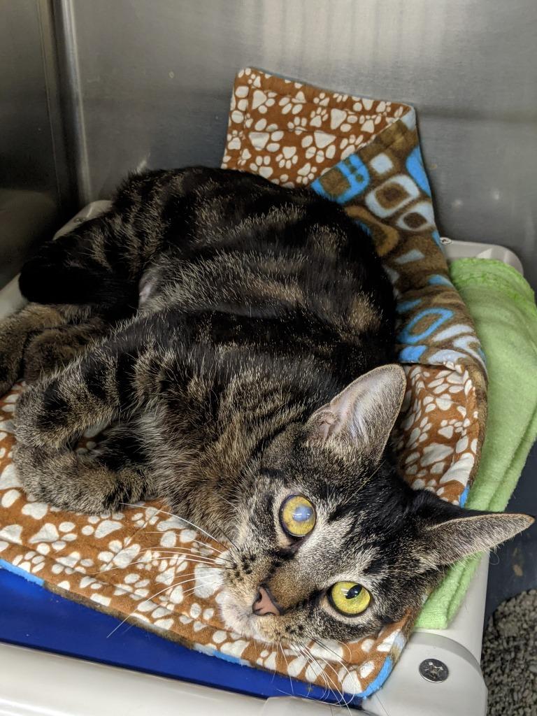 Enlarge PEROGI, a Adoptable Domestic Short Hair in Battle Creek, MI image 1/2