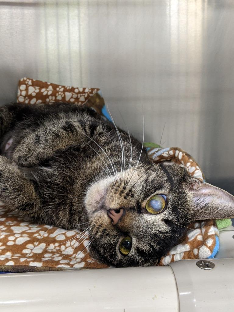 Enlarge PEROGI, a Adoptable Domestic Short Hair in Battle Creek, MI image 2/2