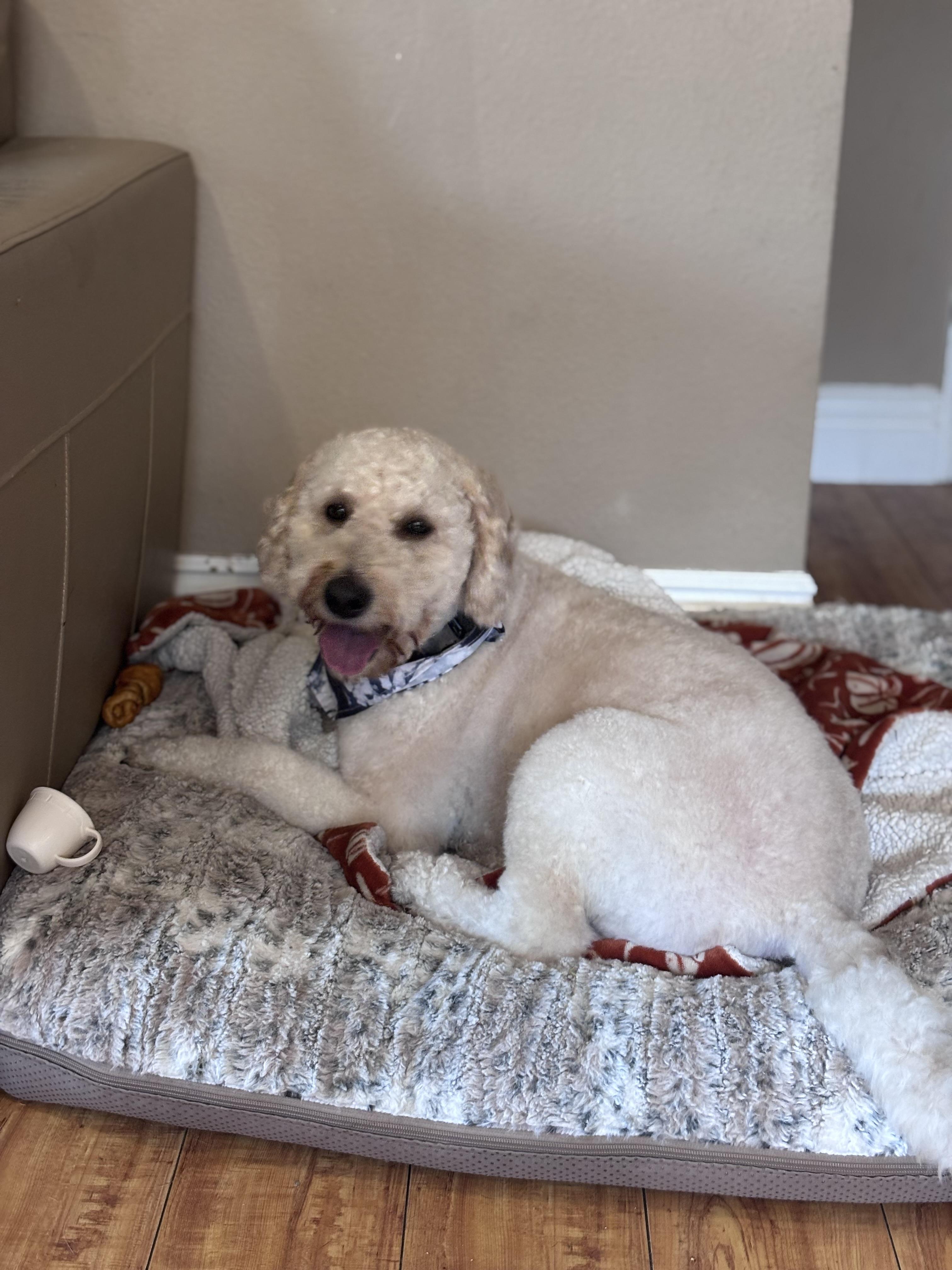 Boba, ADOPTABLE, Adult Male Goldendoodle.