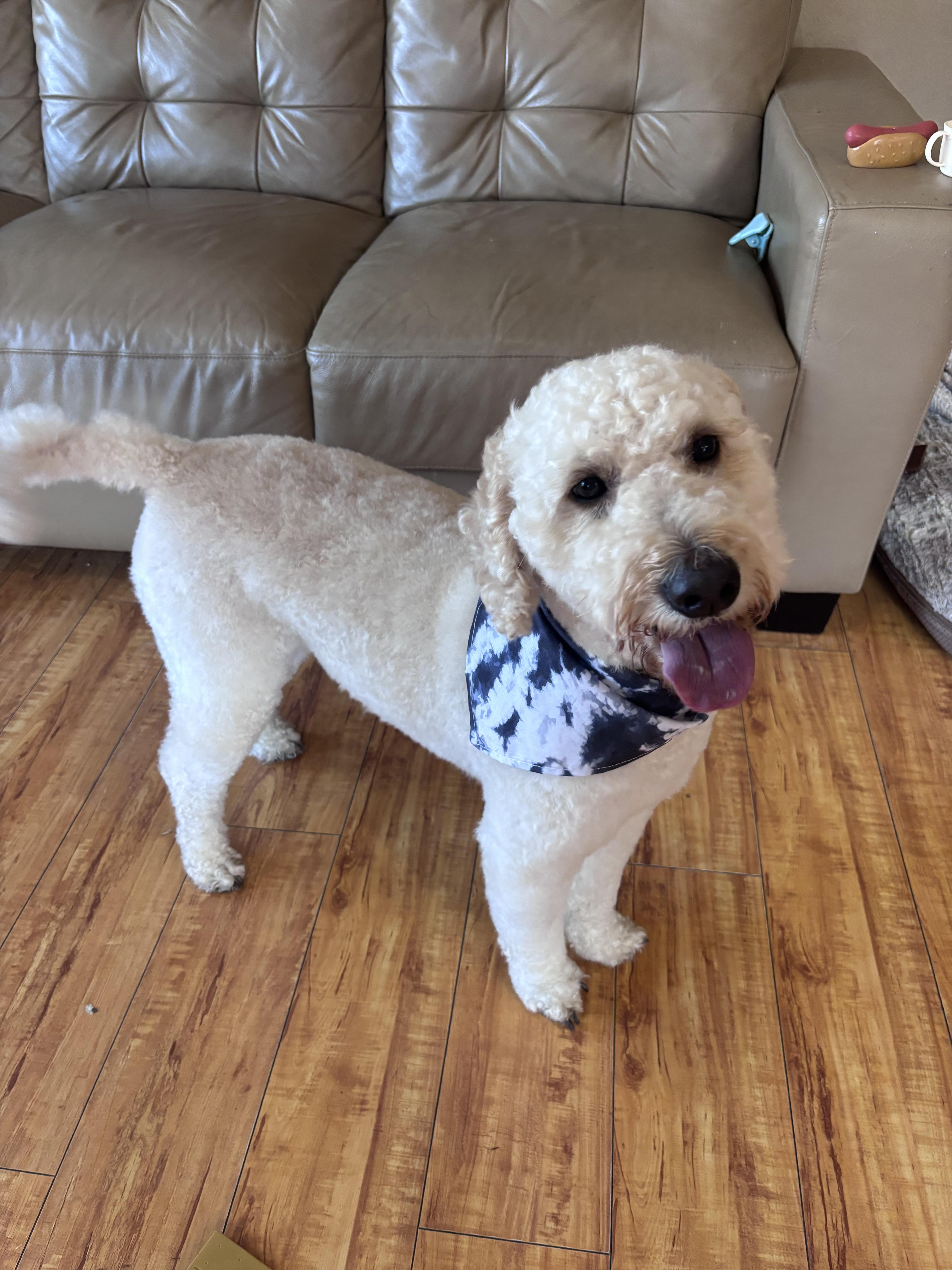 Enlarge Boba, an adopted Goldendoodle in Corona, CA image 2/3