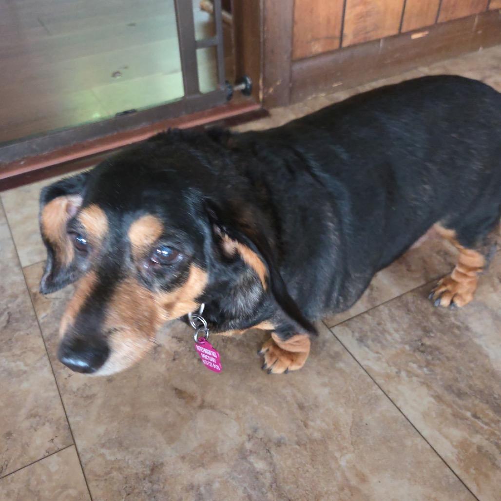 Penny Daschund, a Adoptable mixed breed in Tunkhannock, PA image 1/3