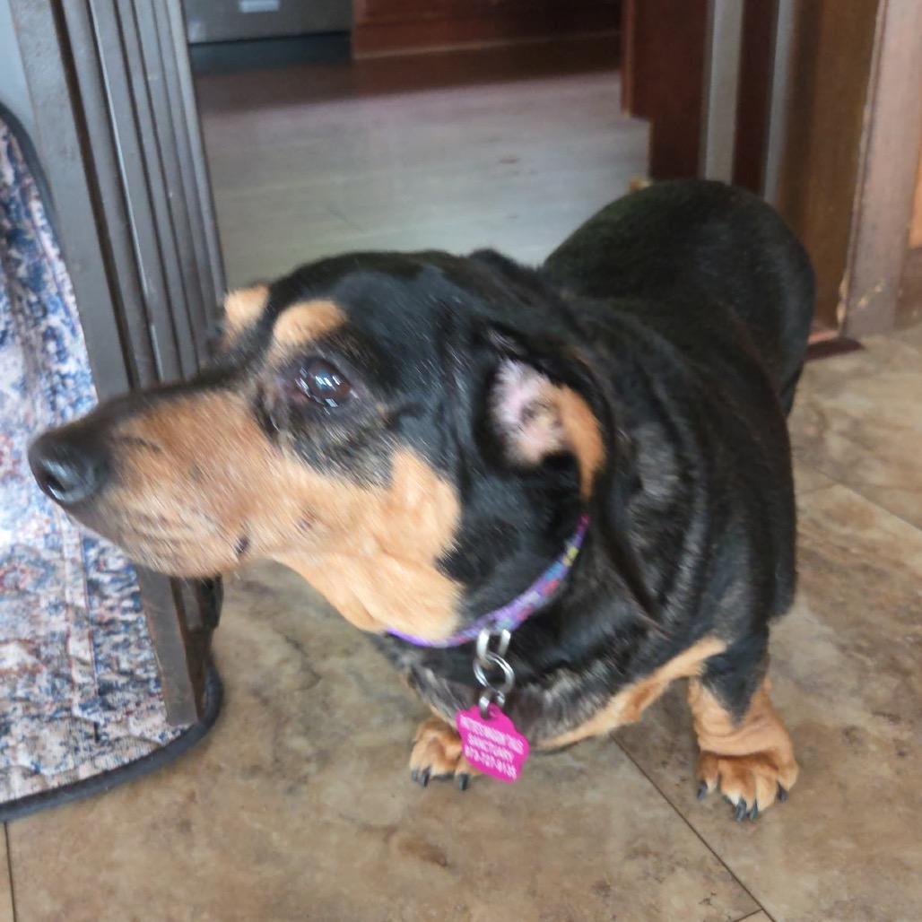 Penny Daschund, a Adoptable mixed breed in Tunkhannock, PA image 2/3