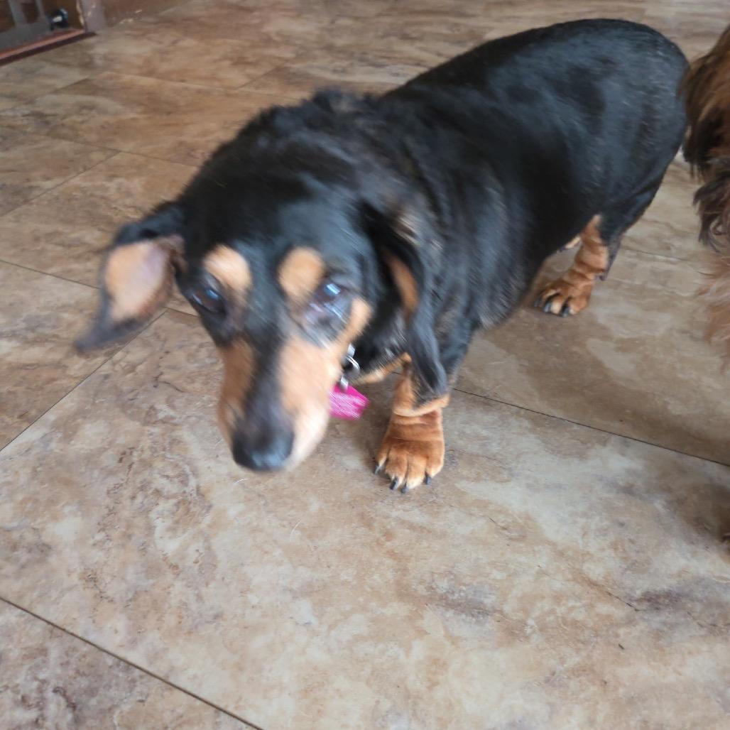 Penny Daschund, a Adoptable mixed breed in Tunkhannock, PA image 3/3