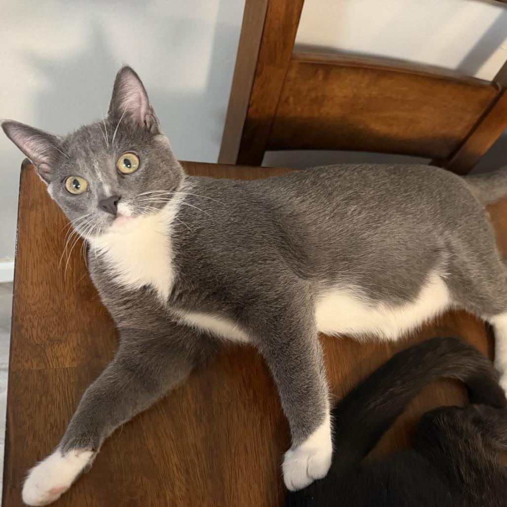 Elio, Adoptable, Young Male Domestic Short Hair.