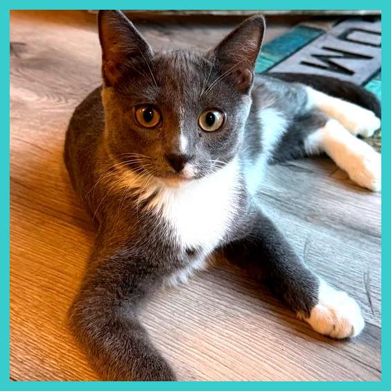 Enlarge Elio, a Adoptable Domestic Short Hair in Laramie, WY image 2/6
