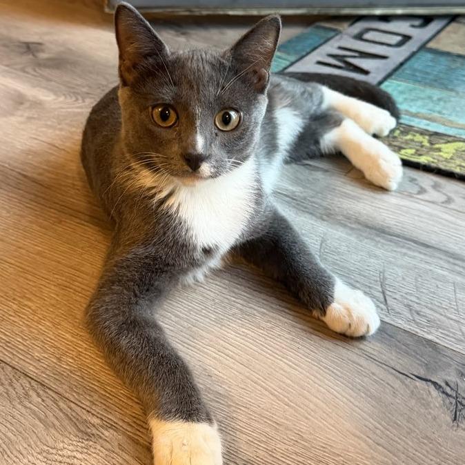 Elio, a Adoptable Domestic Short Hair in Laramie, WY image 2/6