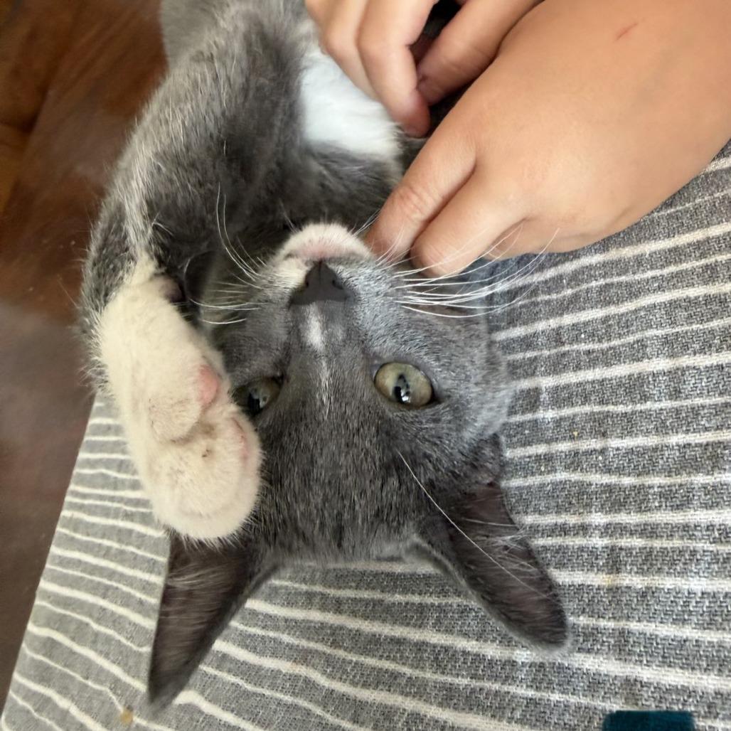 Enlarge Elio, a Adoptable Domestic Short Hair in Laramie, WY image 1/2