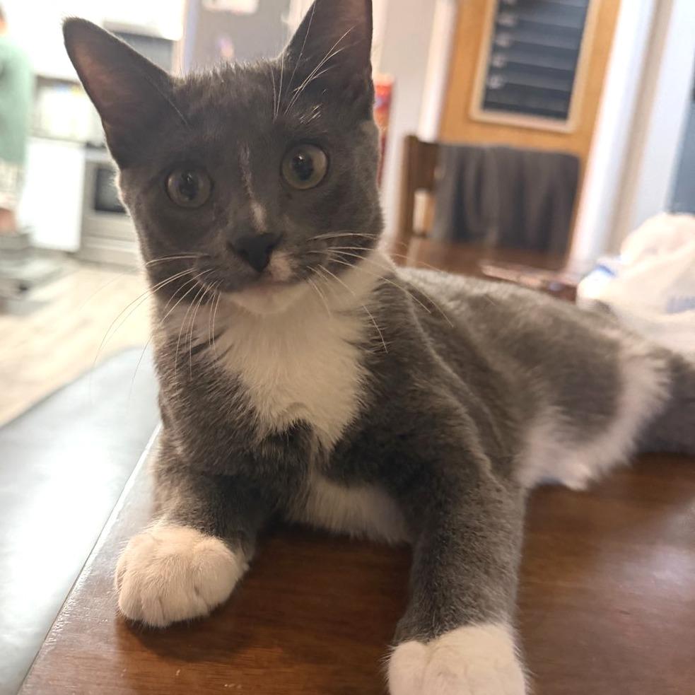 Elio, a Adoptable Domestic Short Hair in Laramie, WY image 4/6