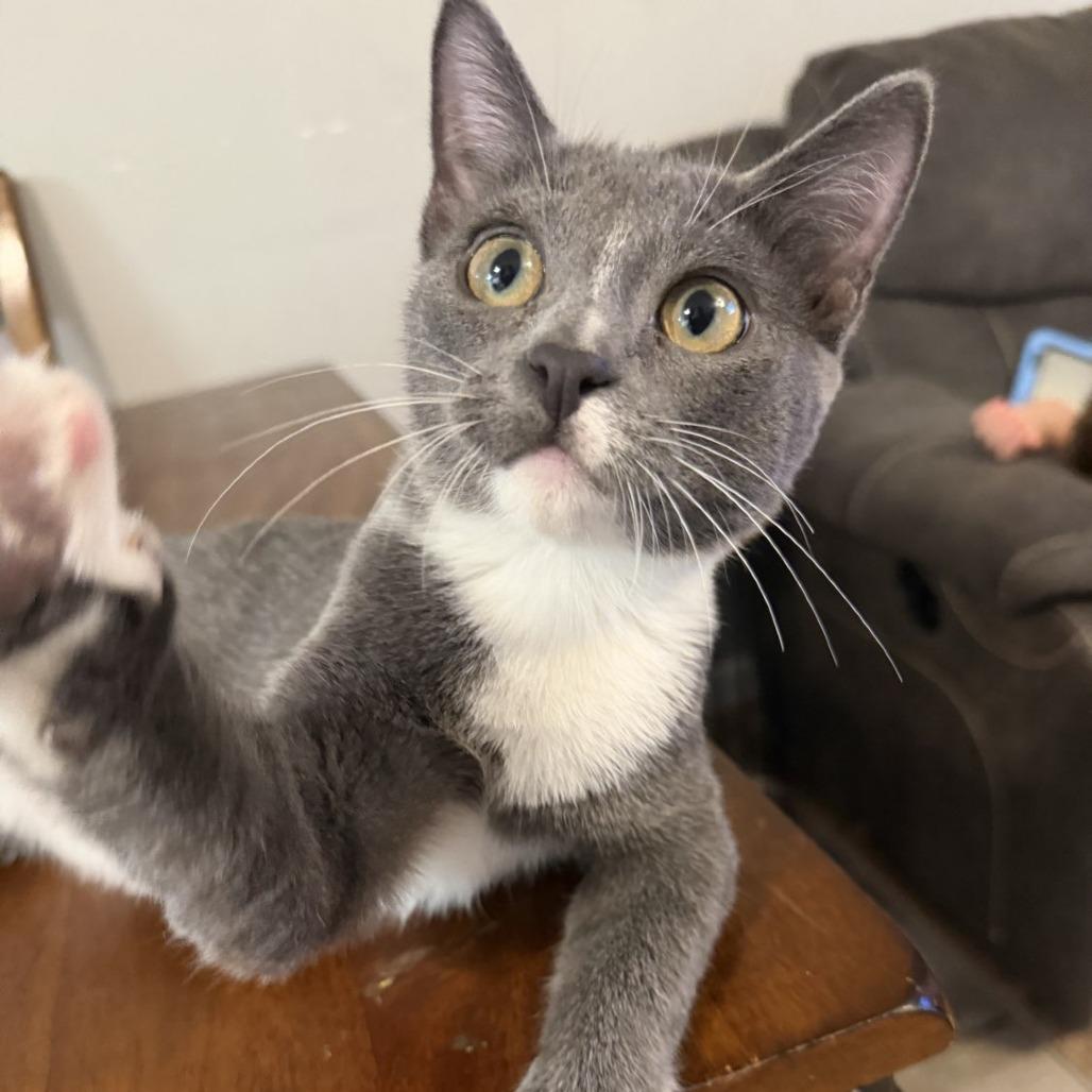 Elio, a Adoptable Domestic Short Hair in Laramie, WY image 5/6