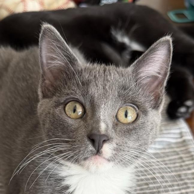 Enlarge Elio, a Adoptable Domestic Short Hair in Laramie, WY image 2/2