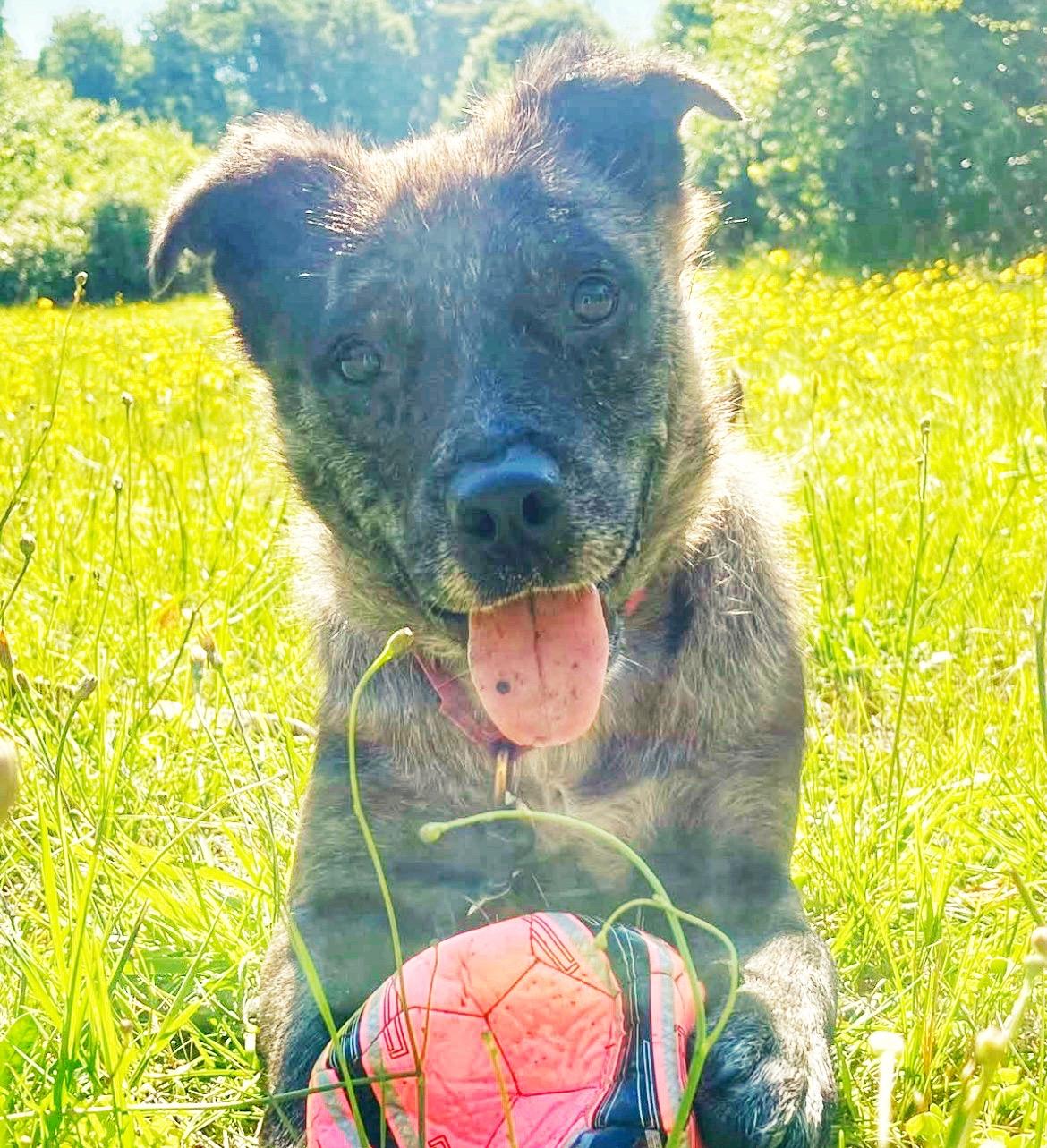 Zeke, ADOPTABLE, Young Male Australian Cattle Dog / Blue Heeler & Australian Shepherd.