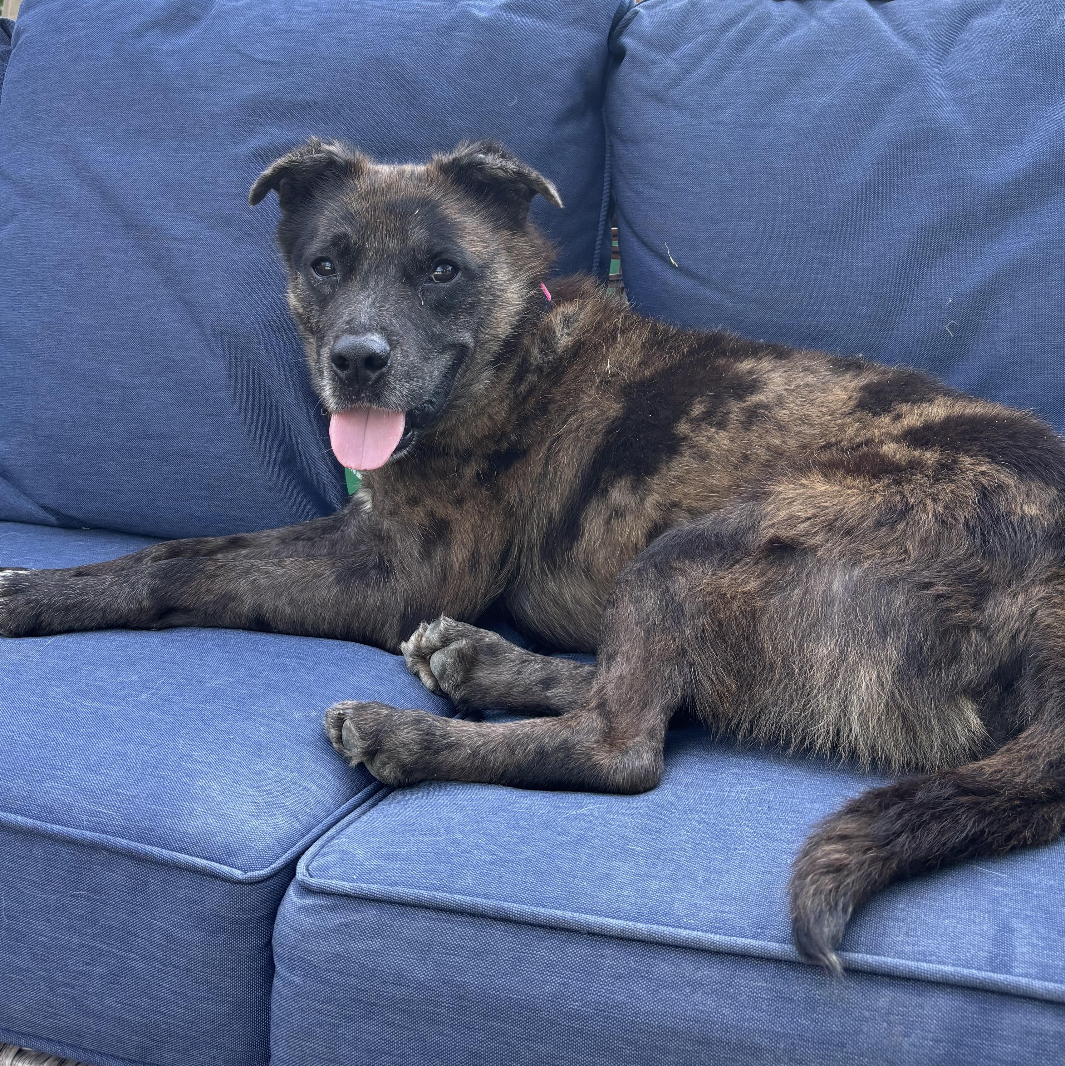 Zeke, a ADOPTABLE mixed breed in Rochester, NY image 1/3