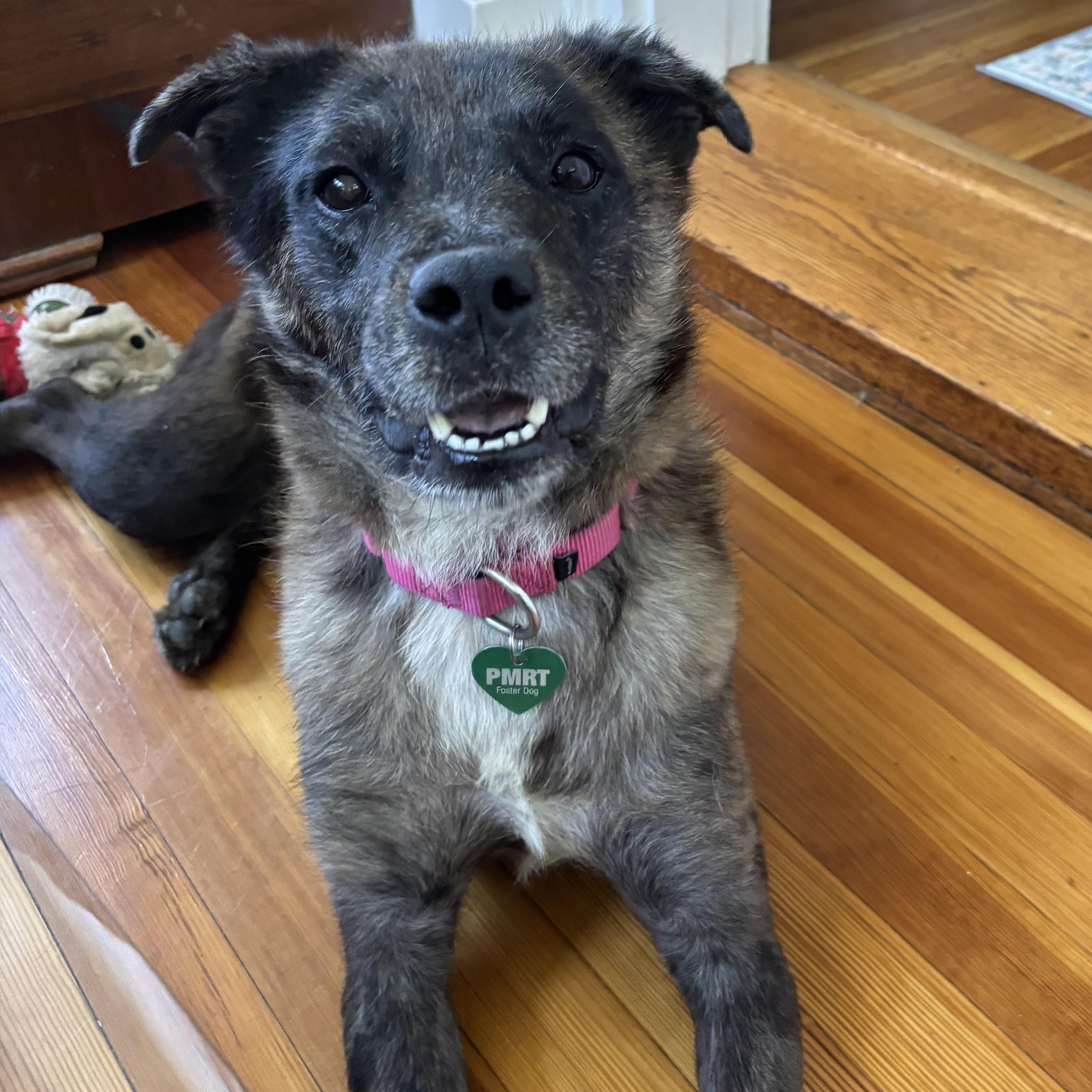 Zeke, a ADOPTABLE mixed breed in Rochester, NY image 2/3
