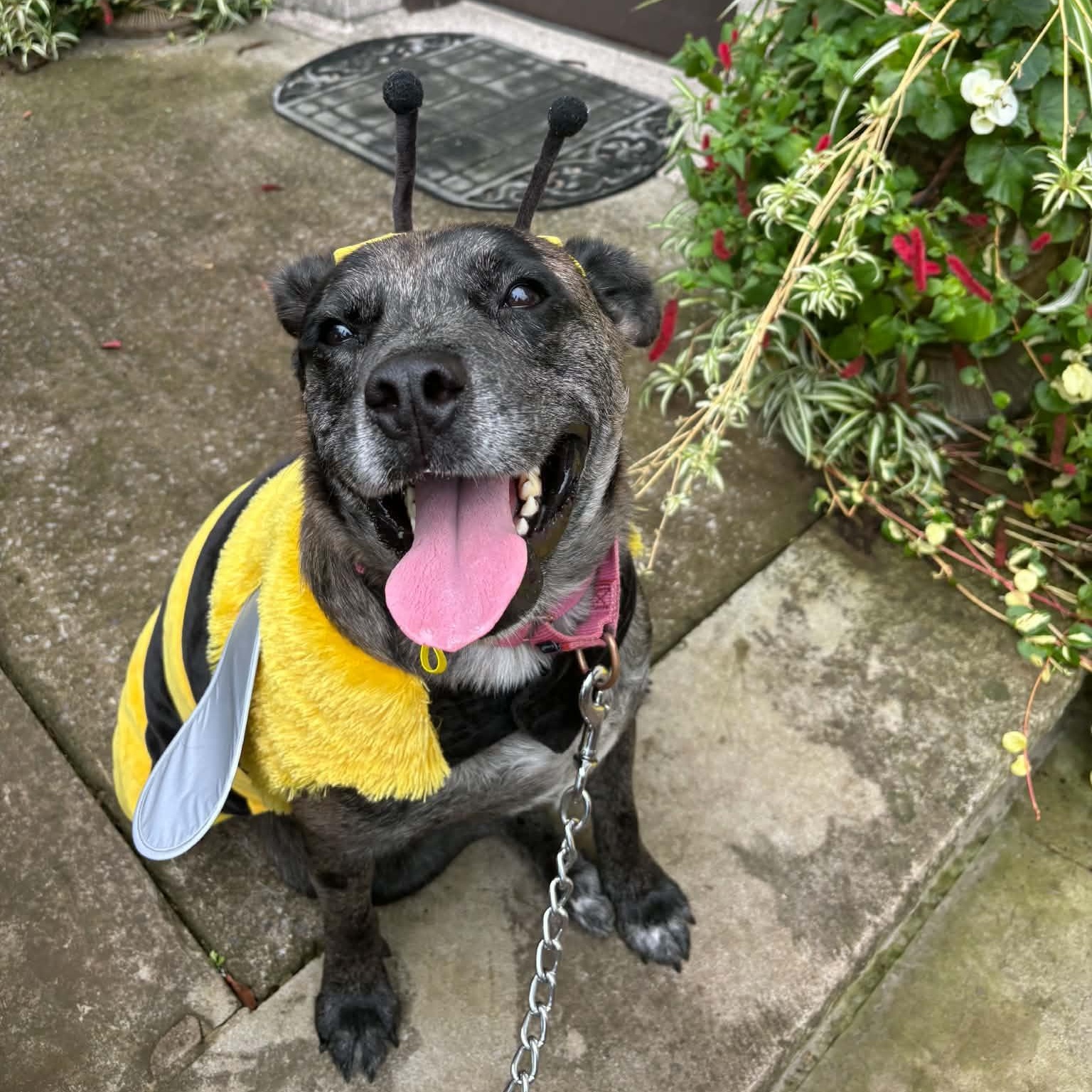 Zeke, Adoptable, Young Male Australian Cattle Dog / Blue Heeler & Australian Shepherd.