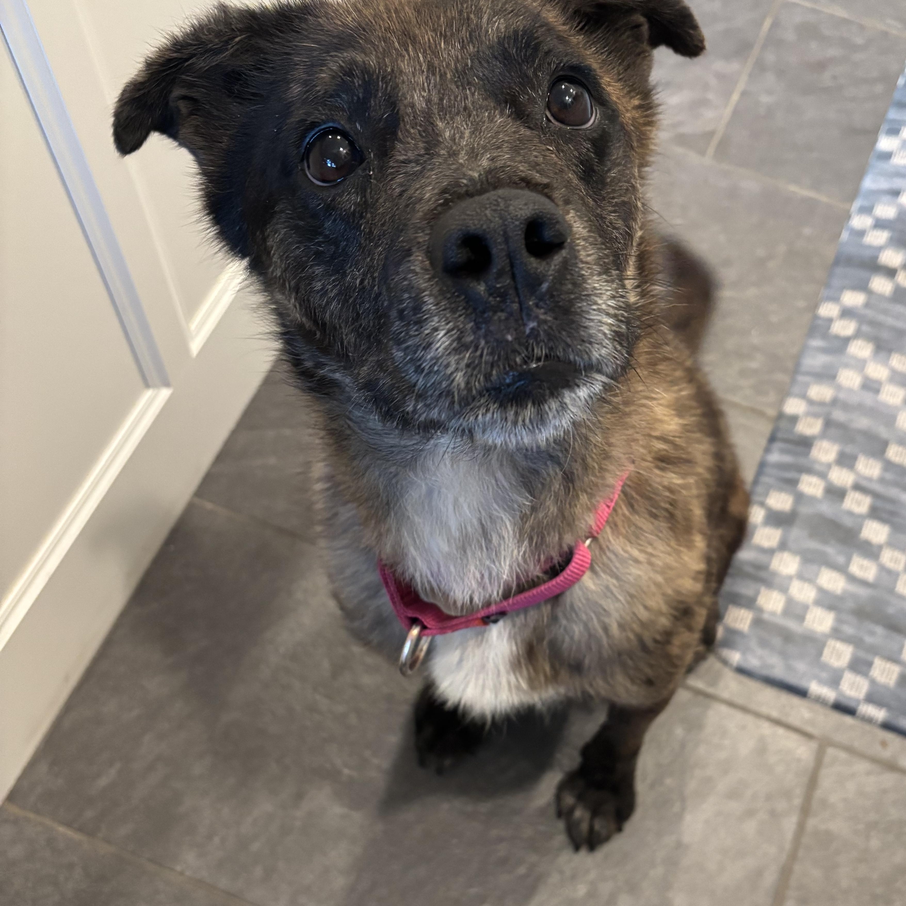 Zeke, a ADOPTABLE mixed breed in Rochester, NY image 3/3