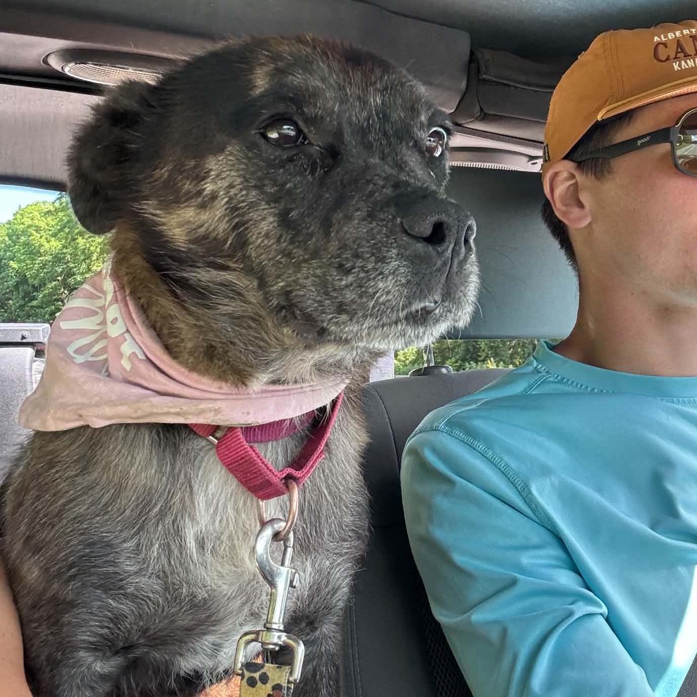 Zeke, a ADOPTABLE mixed breed in Rochester, NY image 5/6
